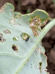 Phyllotreta cruciferae