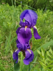 Iris pallida illyrica