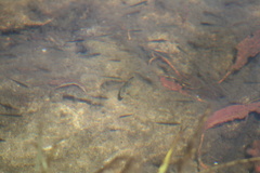 Eucyclogobius newberryi