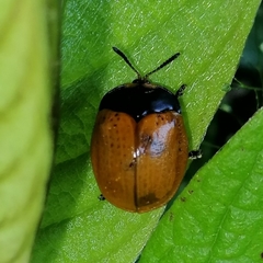 Chelymorpha cribraria