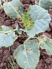 Phyllotreta cruciferae