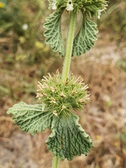 Marrubium vulgare