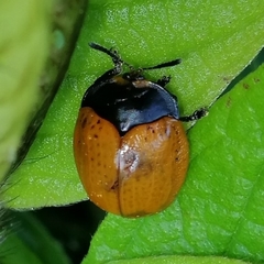 Chelymorpha cribraria