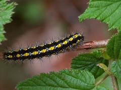 Callimorpha dominula