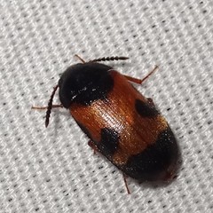 Mycetophagus punctatus