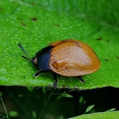 Chelymorpha cribraria