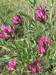 Astragalus cornutus