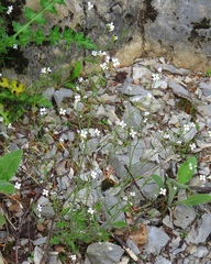 Arabidopsis arenosa arenosa