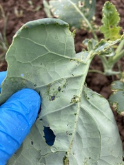 Phyllotreta cruciferae