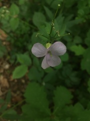 Cardamine pratensis pratensis