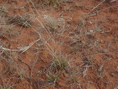 Aristida congesta congesta