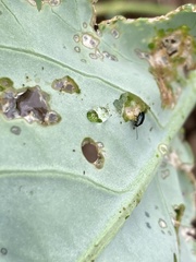 Phyllotreta cruciferae
