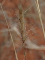 Aristida congesta congesta