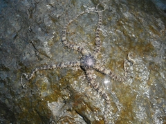 Ophiocoma scolopendrina