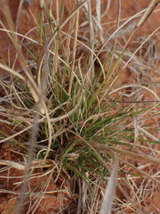 Aristida congesta congesta
