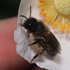 Colletes cunicularius