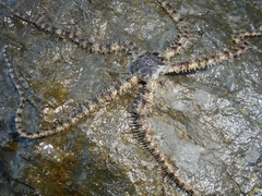 Ophiocoma scolopendrina