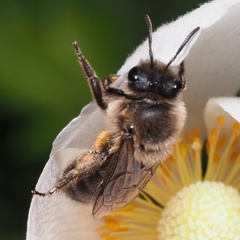 Colletes cunicularius