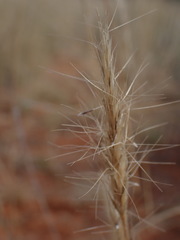 Aristida congesta congesta