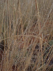 Aristida congesta congesta