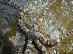 Ophiocoma scolopendrina