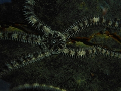 Ophiocoma scolopendrina