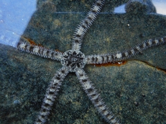 Ophiocoma scolopendrina