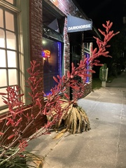 Erythrina herbacea