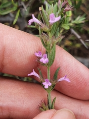 Micromeria graeca image