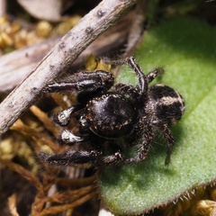 Pellenes tripunctatus