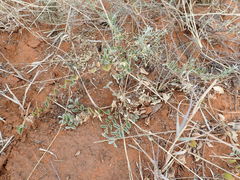 Requienia sphaerosperma