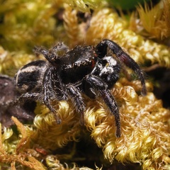 Pellenes tripunctatus