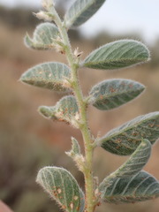 Requienia sphaerosperma