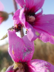 Synema globosum