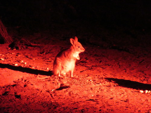 Lagorchestes hirsutus