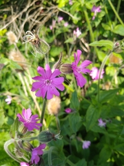 Silene dioica