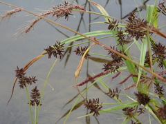 Cyperus