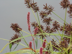 Cyperus