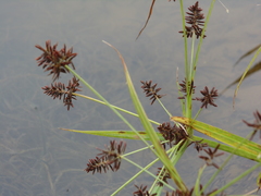 Cyperus