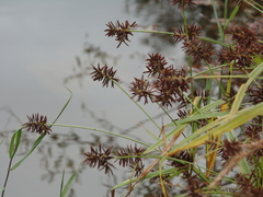Cyperus