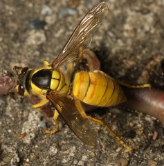 Vespa bicolor