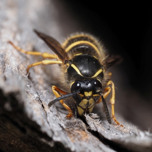 Saxon Wasp