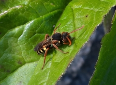 Nomada marshamella