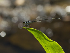 Agriocnemis splendidissima