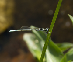 Agriocnemis pieris