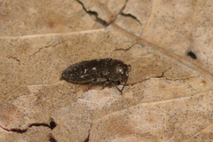 Acmaeodera tubulus