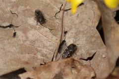 Acmaeodera tubulus