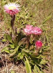 Helichrysum ecklonis