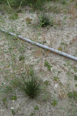 Juncus acutus leopoldii