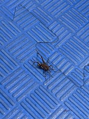 Tachycines asynamorus